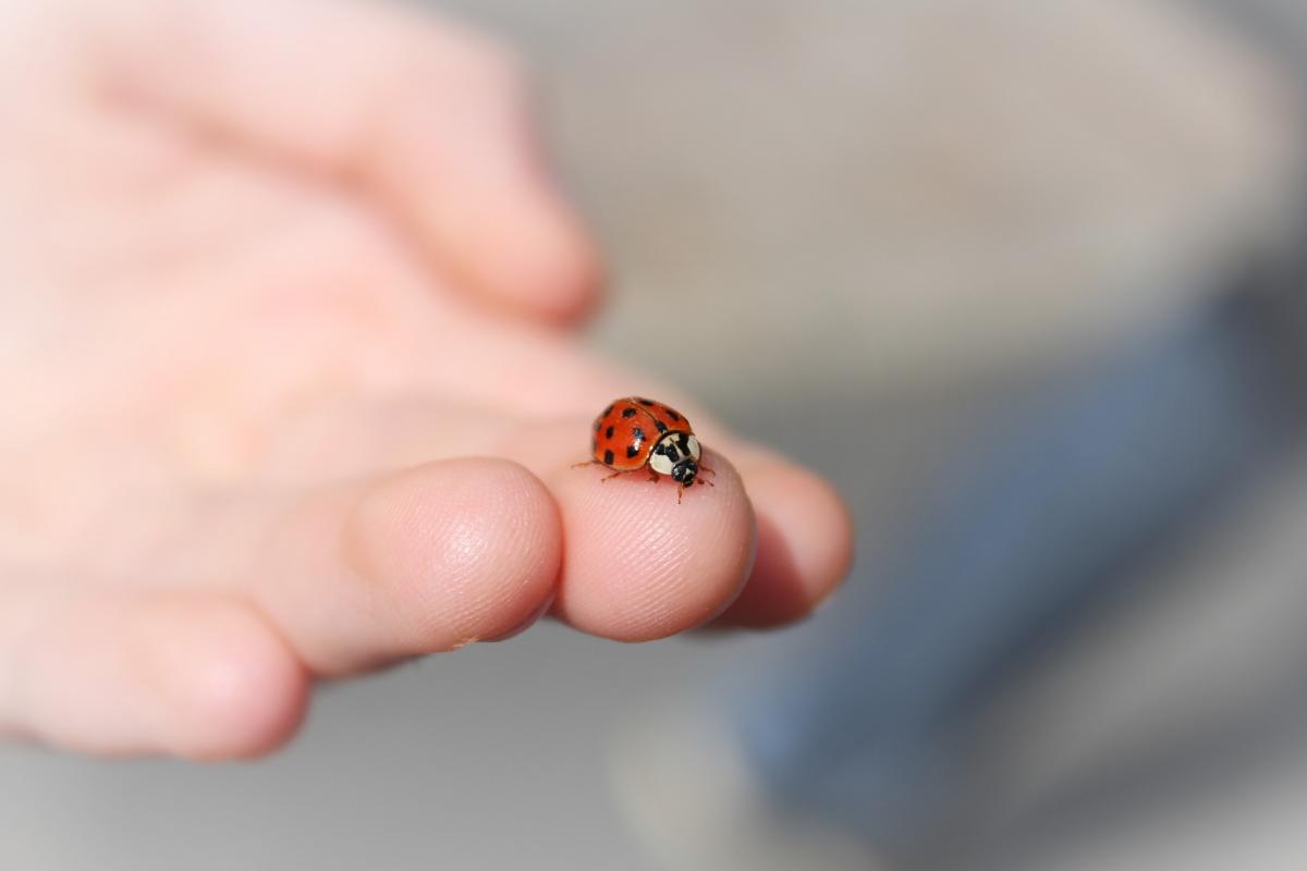 ladybugs-or-lady-beetles-bear-tracts